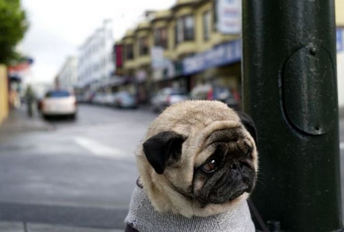 A sad story